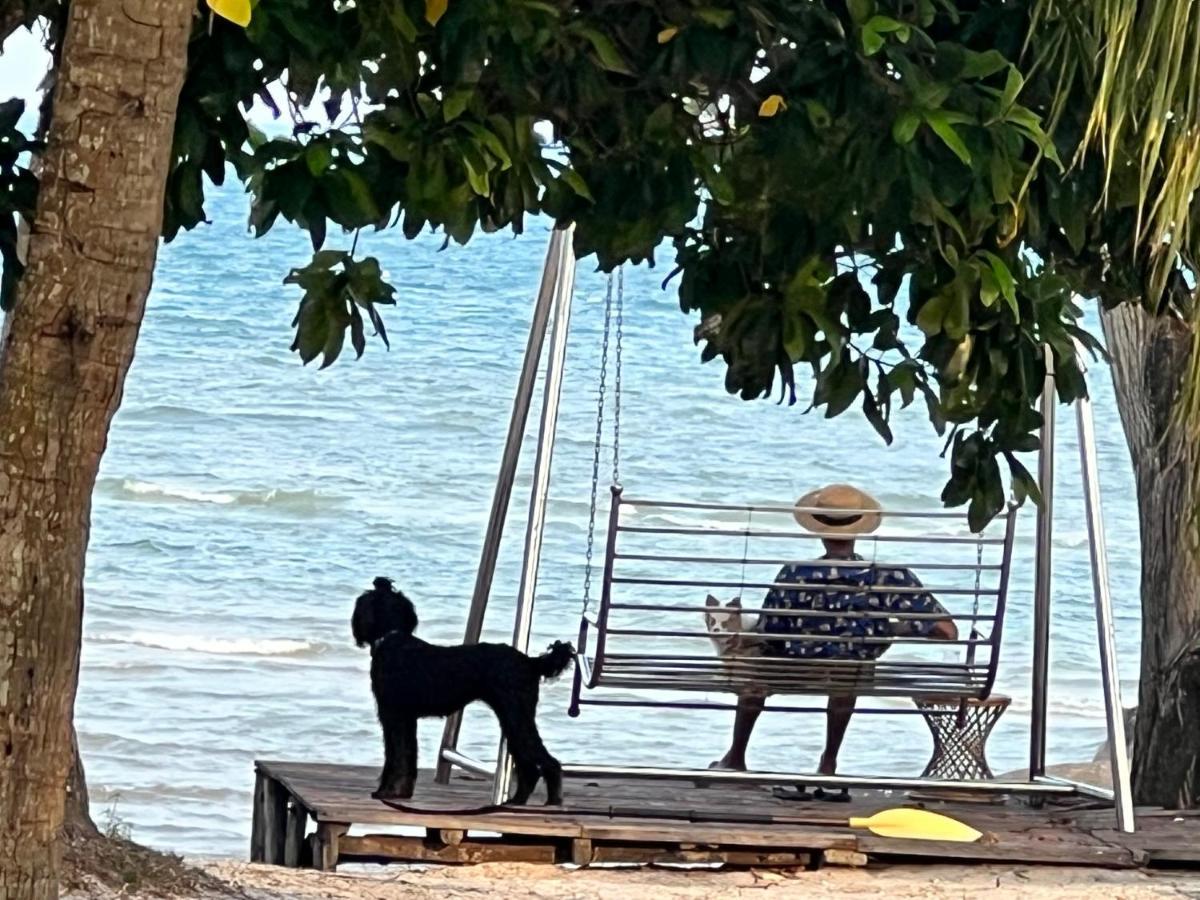 puedes ver perros en phu quoc